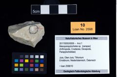 Foto (Objekt + Etikett) von Mesoparapylocheles sp.  (NHMW-GEO-2017-0093-0006)